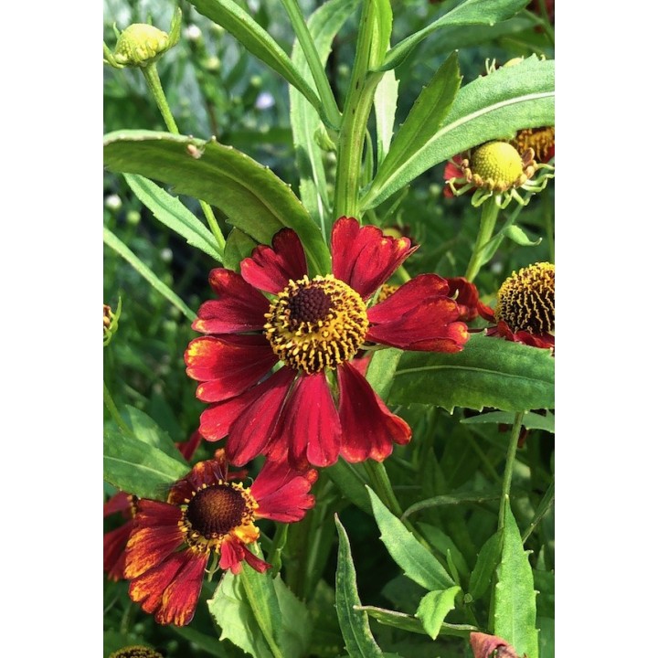Hélénie rouge - Helenium 'Rubinzwerg'