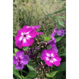 Phlox paniculata 'Laura'