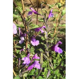 Sauge arbustive violette - Salvia microphylla 'Carolus'