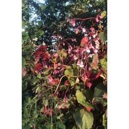 Begonia vivace - Begonia grandis subsp.evansiana 'Claret Jug'