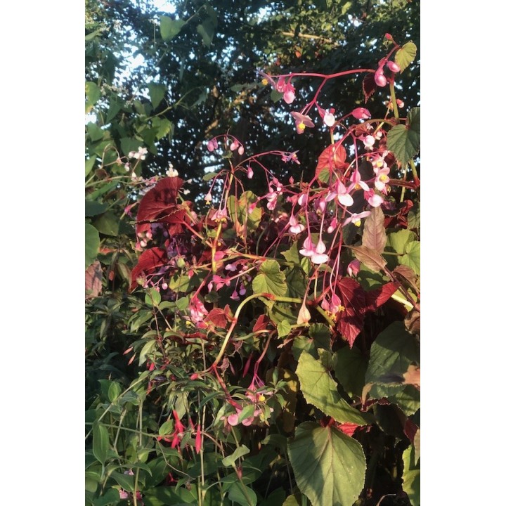 Begonia vivace - Begonia grandis subsp.evansiana 'Claret Jug'