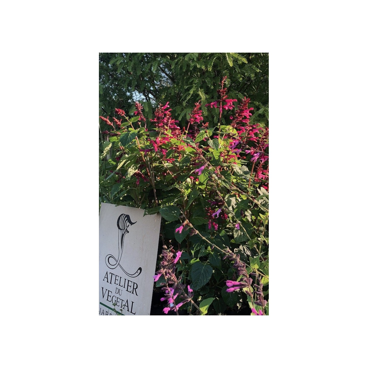 Sauge - Salvia guaranitica 'Rockin Fuchsia'