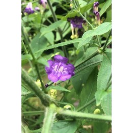 Strobilanthes attenuata 'Blue Carpet'
