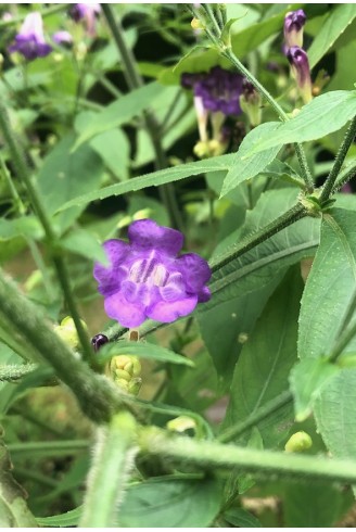 Strobilanthes attenuata...