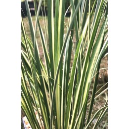 Acore panaché - Acorus gramineus 'Variegatus'