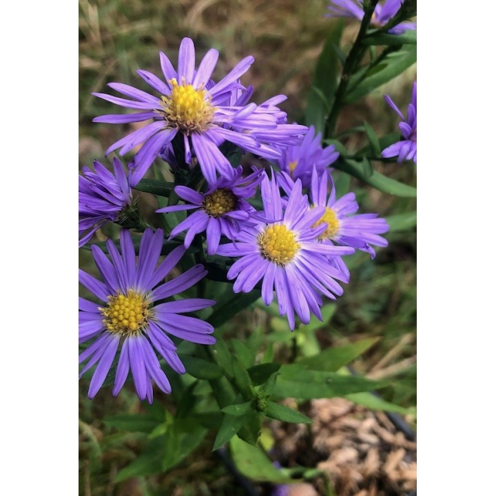 Vendangeuse à fleurs bleues - Aster dumosus 'Mittlemeer' - Symphyotrichum 'Mittlemeer'