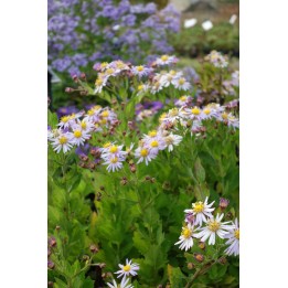 Vendangeuse - Aster trifoliatus subsp.ageratoides 'Asran'