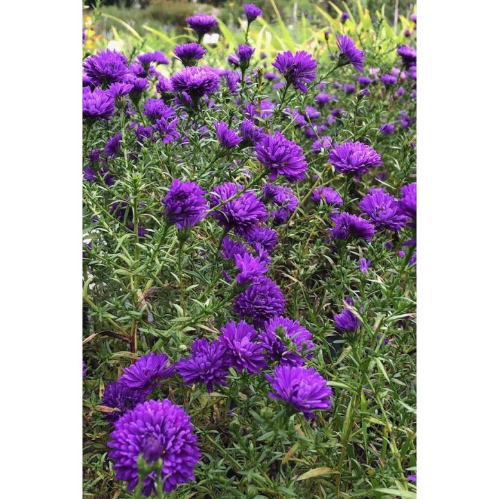 Symphyotrichum n.b 'Violetta' - Aster n.b 'Violetta'