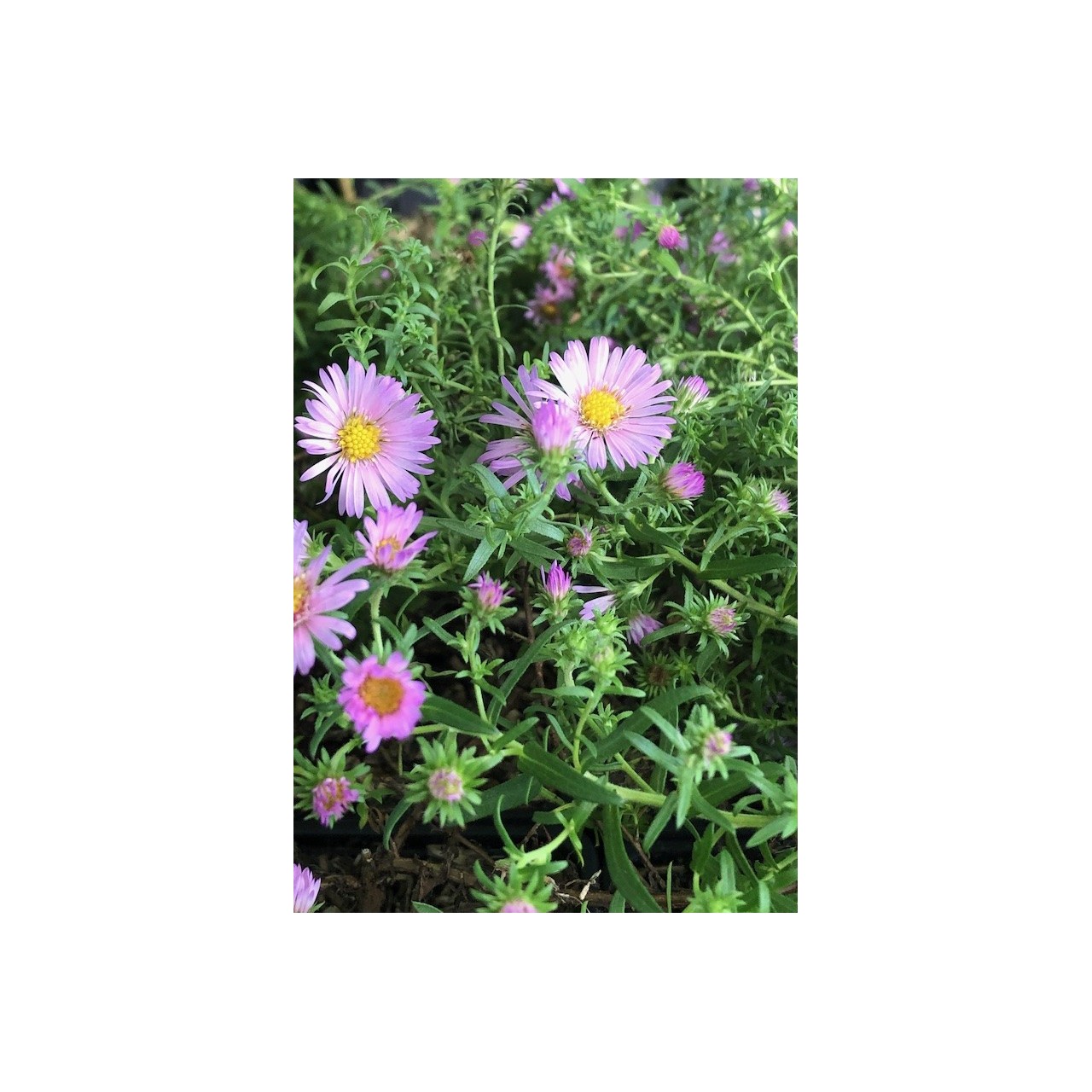 Vendangeuse - Aster ericoïdes 'Rosa Rauhreif'- Symphiotrichum ericoïdes 'Rosa Rauhreif'