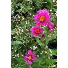 Vendangeuse- Symphiotrichum n.a 'Septemberrubin'- Aster n.a 'Septemberrubin'