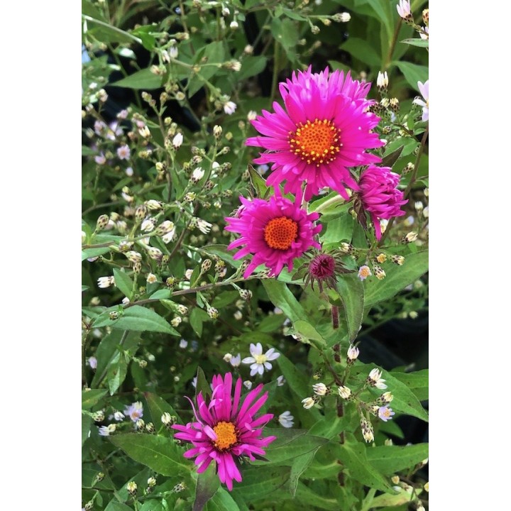 Vendangeuse- Symphiotrichum n.a 'Septemberrubin'- Aster n.a 'Septemberrubin'