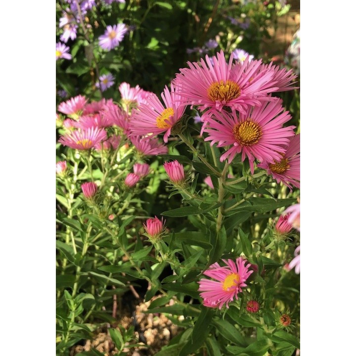 Symphyotrichum n.a 'Annabelle de Chazal' - Aster n.a 'Annabelle de Chazal'