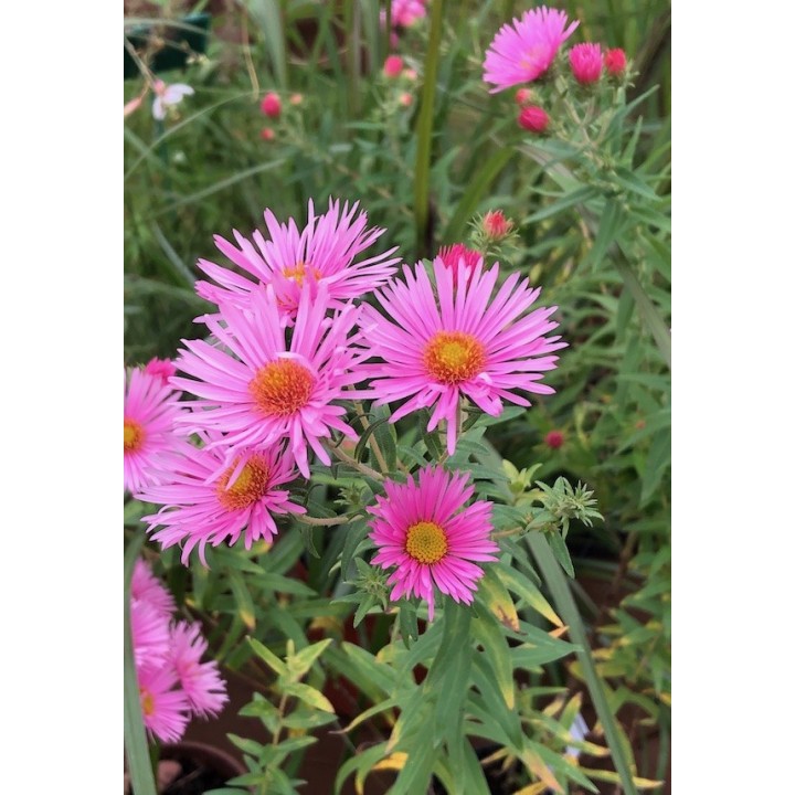 Vendangeuse - Aster n.a 'Rosa Sieger'