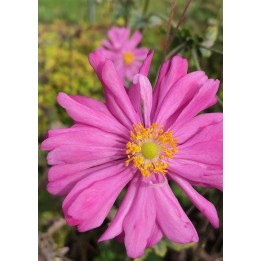Anemone du Japon - Anemone x hybrida 'Serenade'