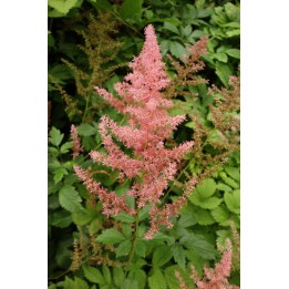 Astilbe 'Anita Pfeifer'