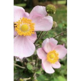 Anemone du Japon - Anemone hupehensis