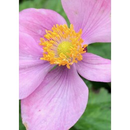 Anemone du Japon - Anemone hupehensis 'Hadspen Abundance'
