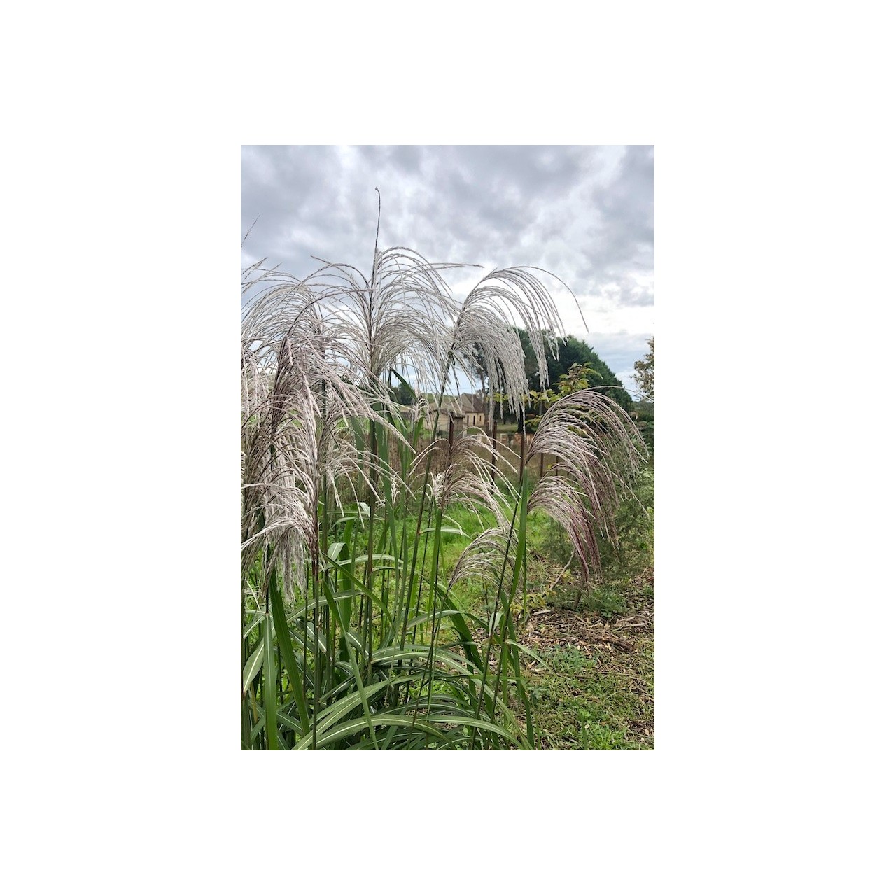 Eulalie à grandes fleurs - Miscanthus sinensis 'Malepartus'
