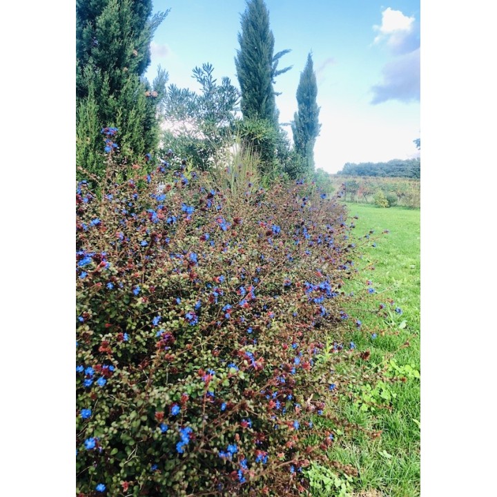 Plumbago arbustif - Ceratostigma griffithii
