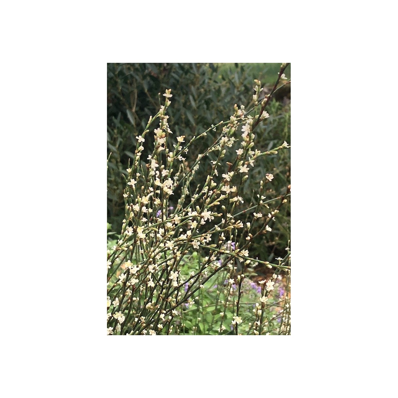 Renouée à balais - Polygonum scoparium