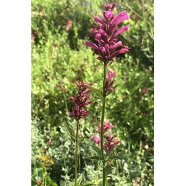Agastache mexicana 'Sangria'