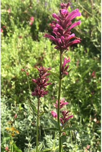 Agastache mexicana 'Sangria'