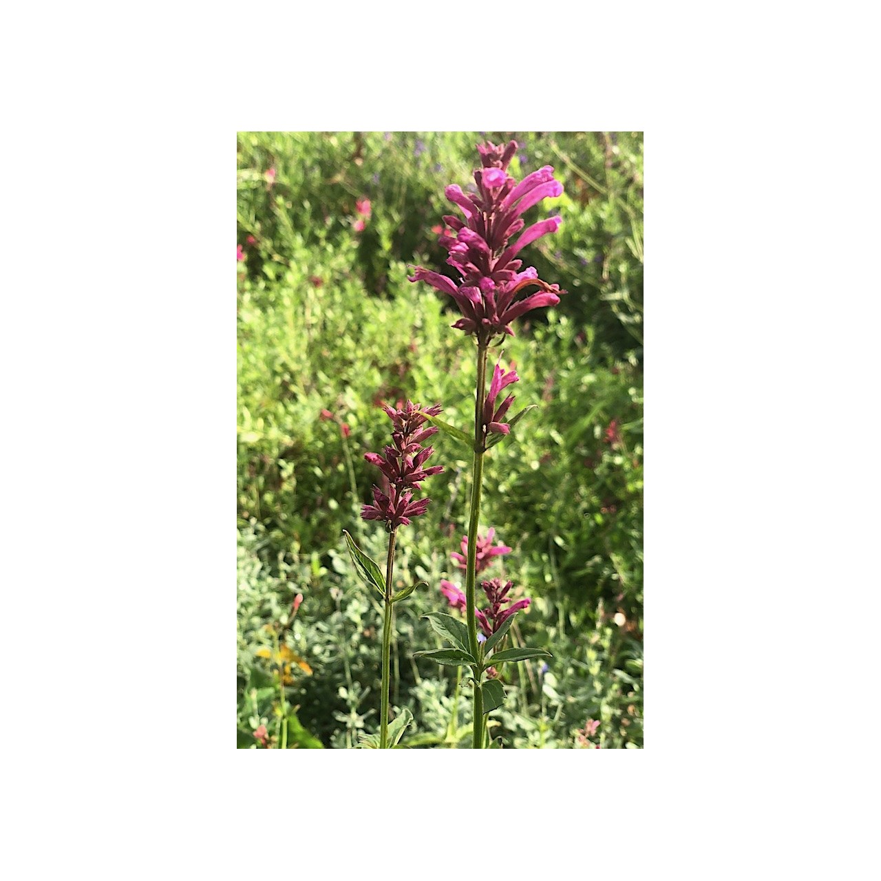 Agastache mexicana 'Sangria'