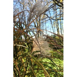 Eulalie - Miscanthus sinensis 'Positano'
