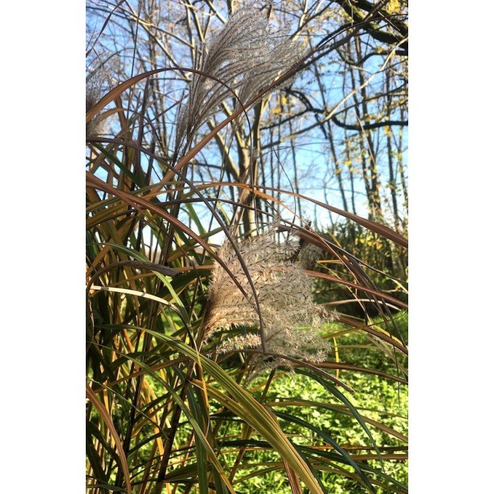 Eulalie - Miscanthus sinensis 'Positano'