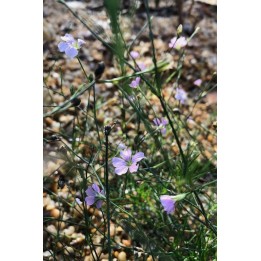 Œillet des rochers - Petrorhagia saxifraga