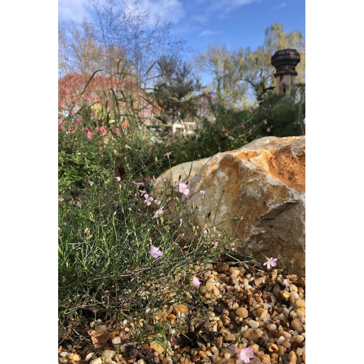 Œillet des rochers - Petrorhagia saxifraga