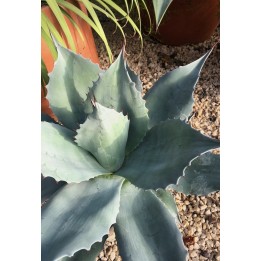 Agave ovatifolia jardin de gravier