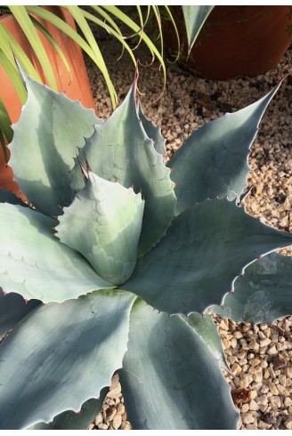 Agave ovatifolia jardin de gravier