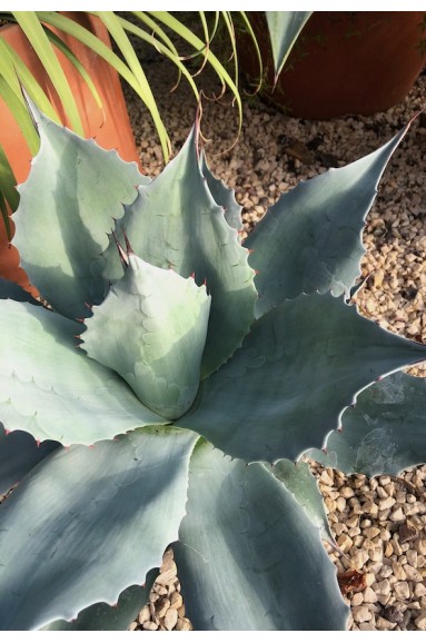 Agave ovatifolia jardin de gravier