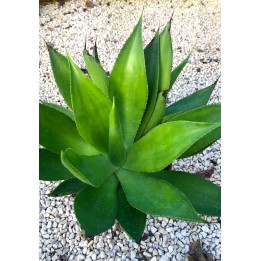 Syn : Agave celsii - Agave mitis var.mitis