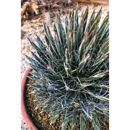 Agave filifera multifilifera