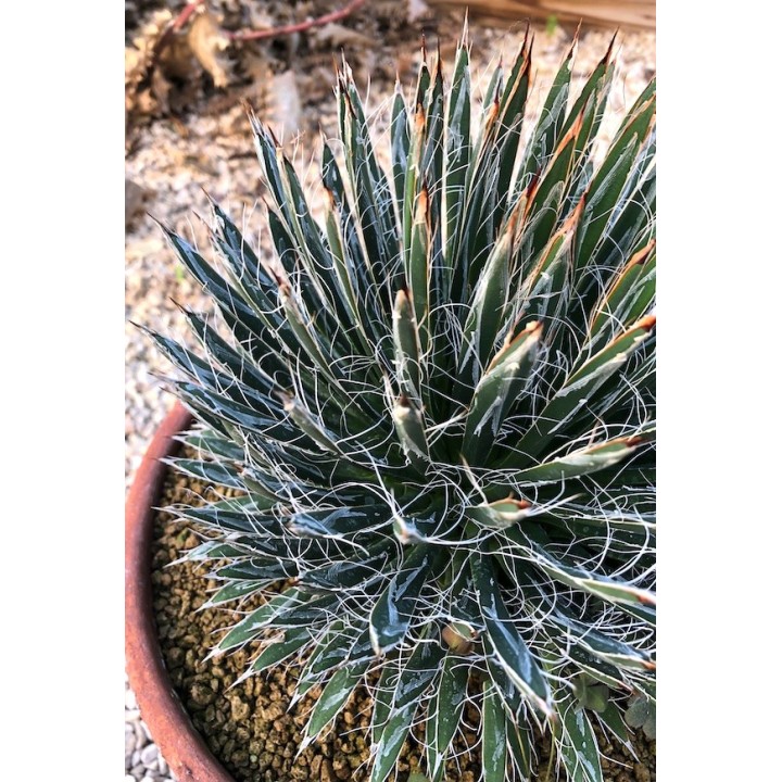 Agave filifera multifilifera