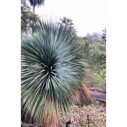 Yucca rostrata