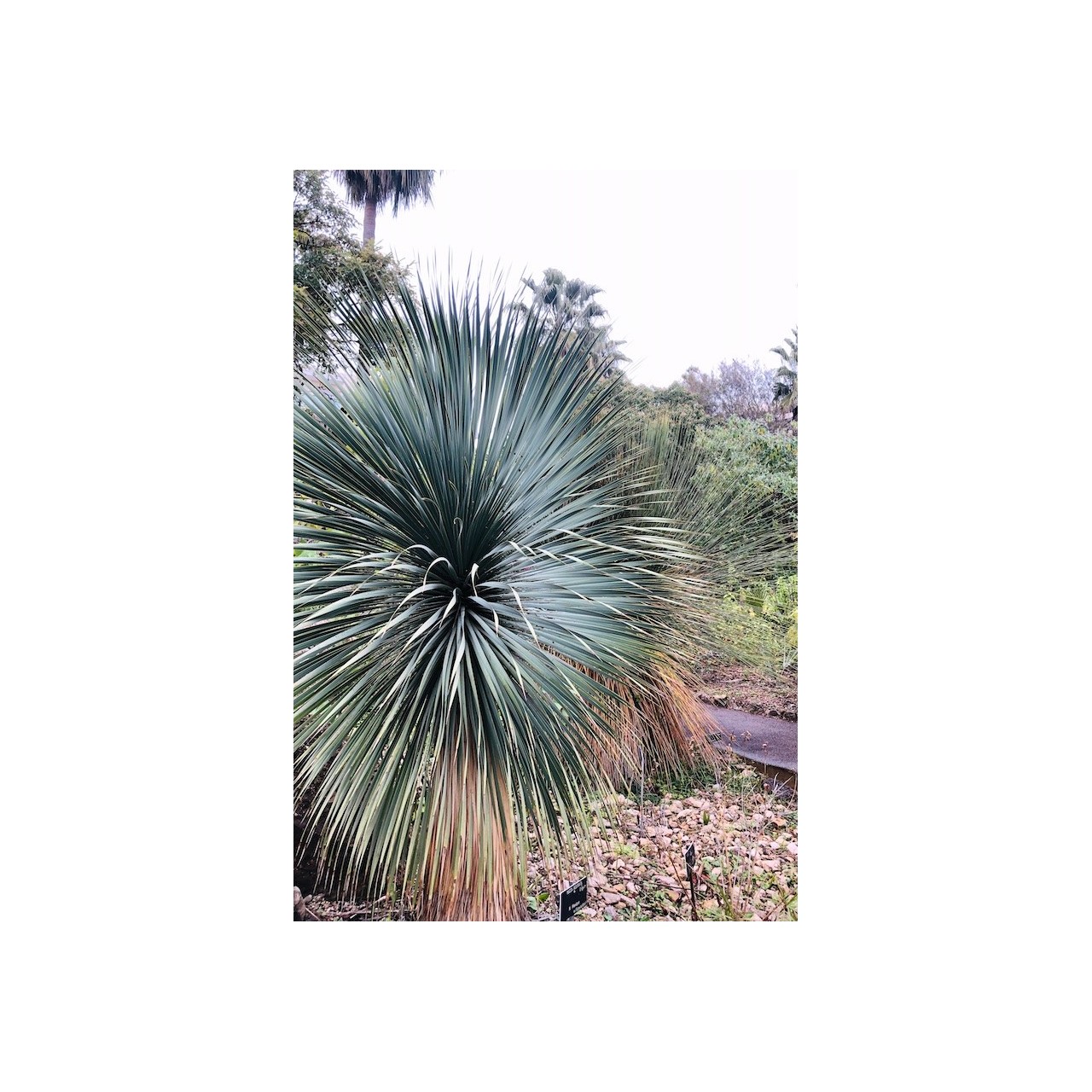 Yucca rostrata