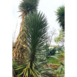 Yucca filifera - Yucca australis