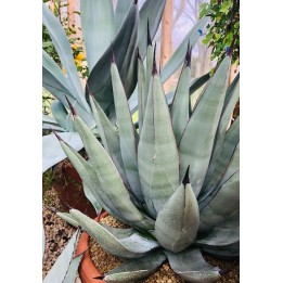Agave x nigra