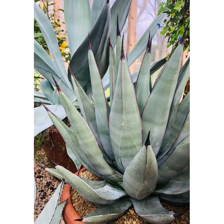 Agave x nigra