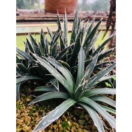 Agave polianthiflora