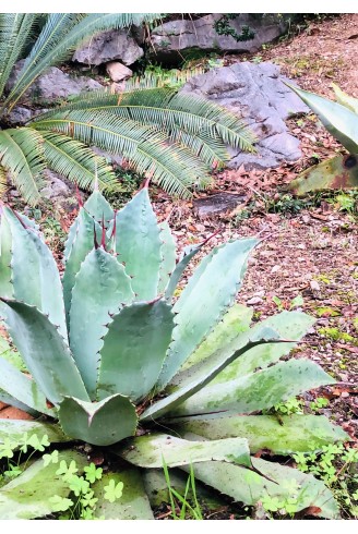 Agave potatorum jardin botanique Nice