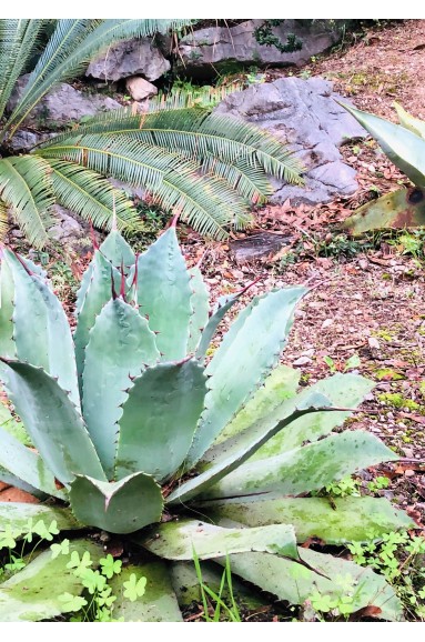 Agave potatorum jardin botanique Nice