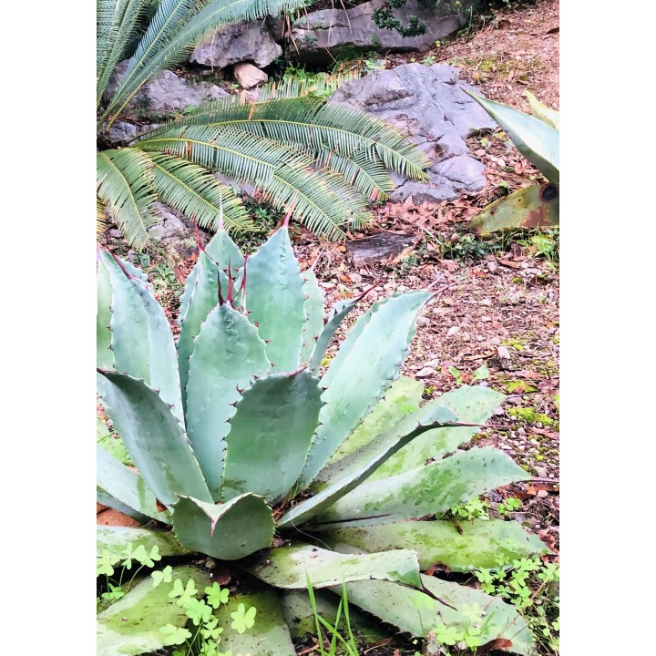 Agave potatorum jardin botanique Nice