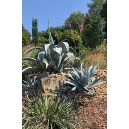 Agave franzosinii rocaille