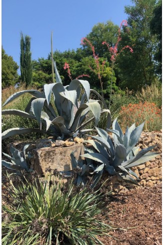 Agave franzosinii rocaille