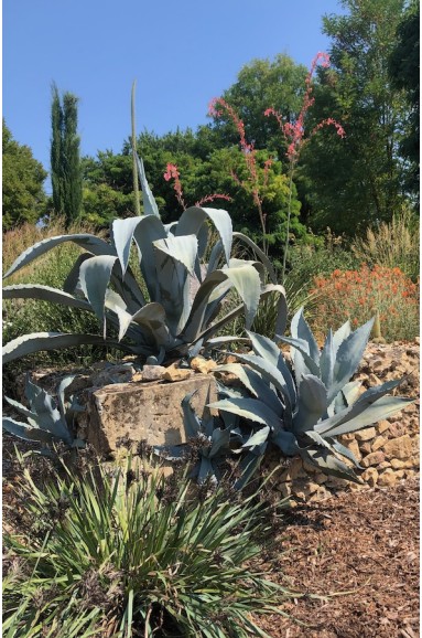 Agave franzosinii rocaille