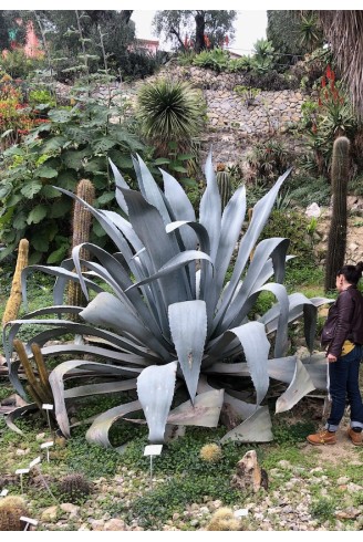 Agave franzosinii jardin botanique Hanbury